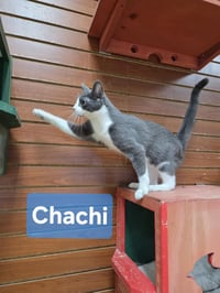 Chachi - Photo 5