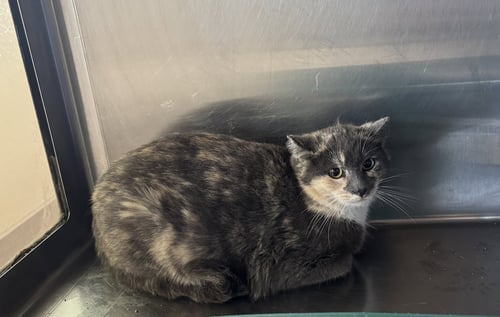 PEPPER - Calico / Domestic Short Hair available for adoption