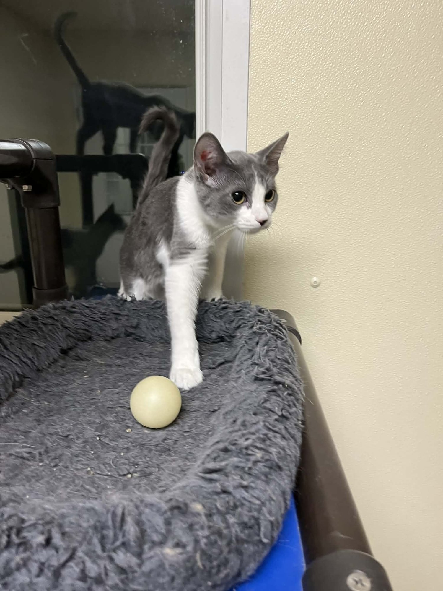 AC - Domestic Medium Hair available for adoption