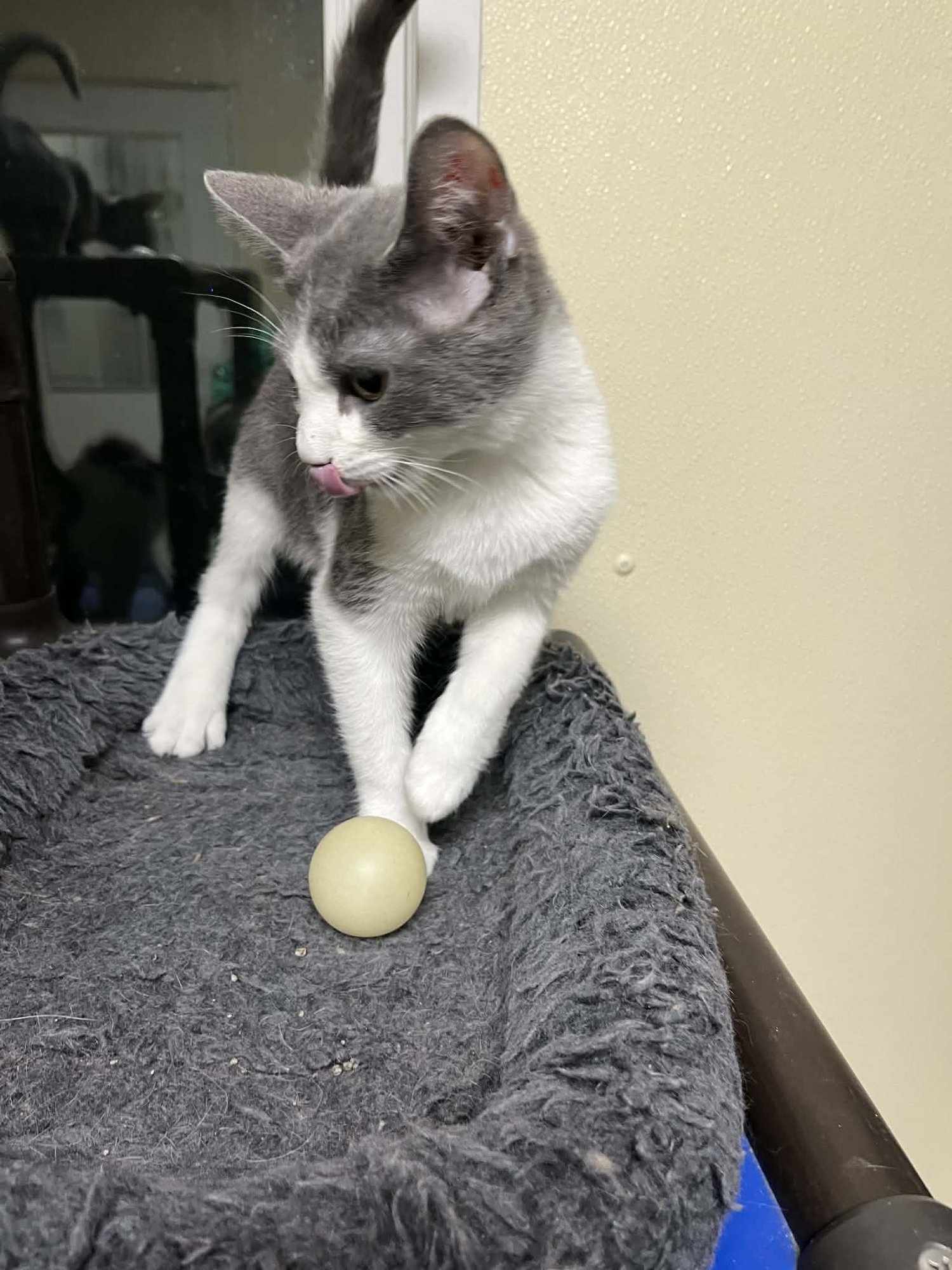 AC - Domestic Medium Hair available for adoption