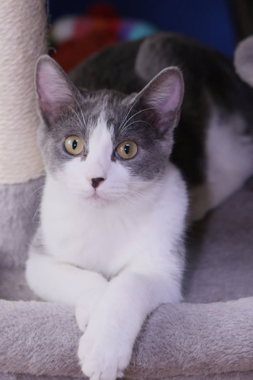 AC - Domestic Medium Hair available for adoption
