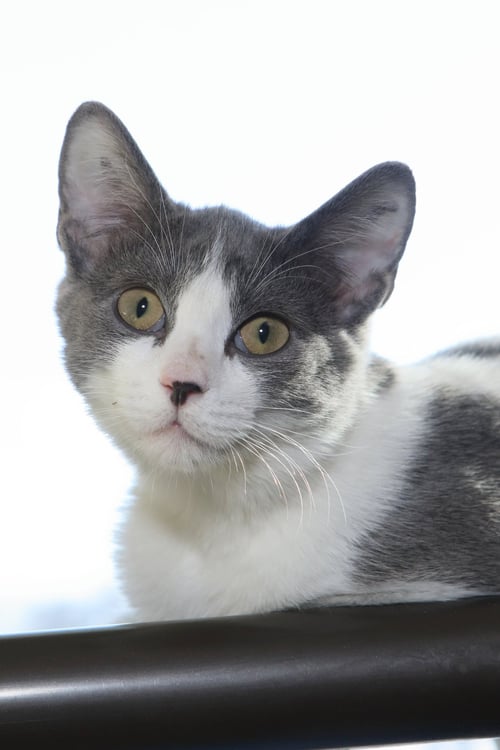 AC - Domestic Medium Hair available for adoption