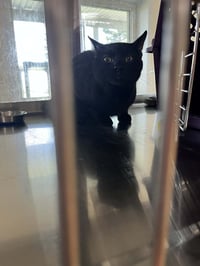 Jack - Photo 3