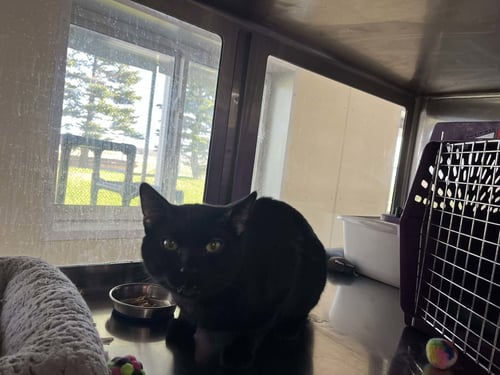 JACK - Domestic Short Hair available for adoption