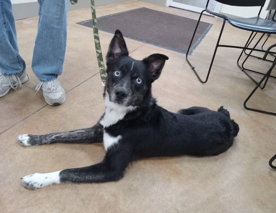 Crue (adoption pending) Image