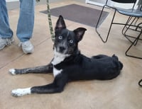 Crue (adoption pending) - Photo 1
