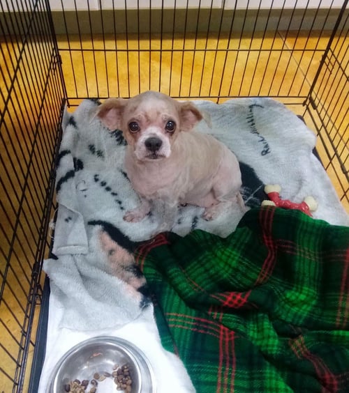 GLENDA (SENIOR DOG - FEE WAIVED)