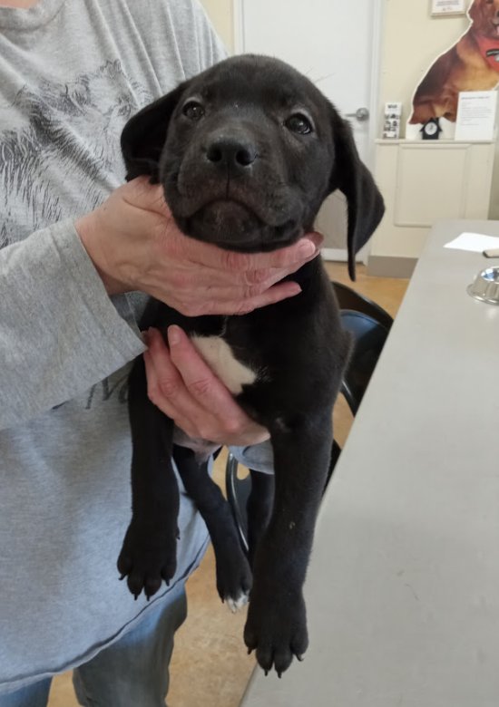WHITAKER - Pit Bull Terrier / Labrador Retriever for adoption in Rochester