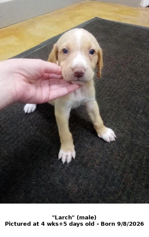 LARCH (NO MORE APPLICATIONS) - Hound / Retriever available for adoption