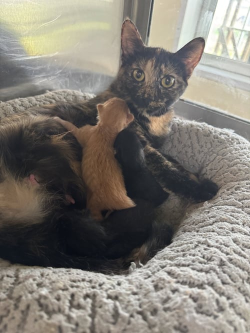 SHEENA - Tortoiseshell / Domestic Short Hair available for adoption