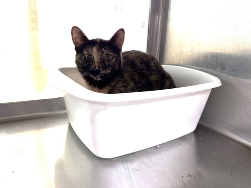 SHEENA - Tortoiseshell / Domestic Short Hair available for adoption