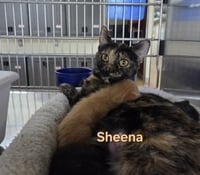 Sheena - Photo 4