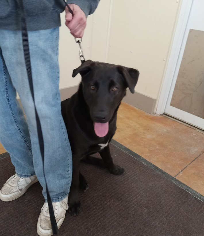 RELLO - Black Labrador Retriever / Husky available for adoption