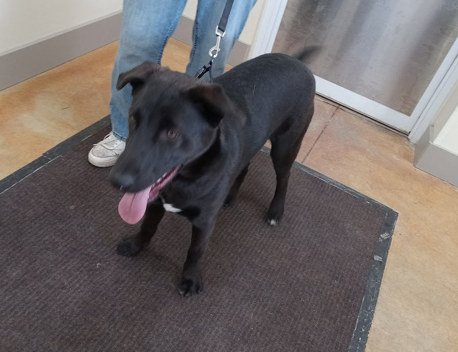 RELLO - Black Labrador Retriever / Husky available for adoption