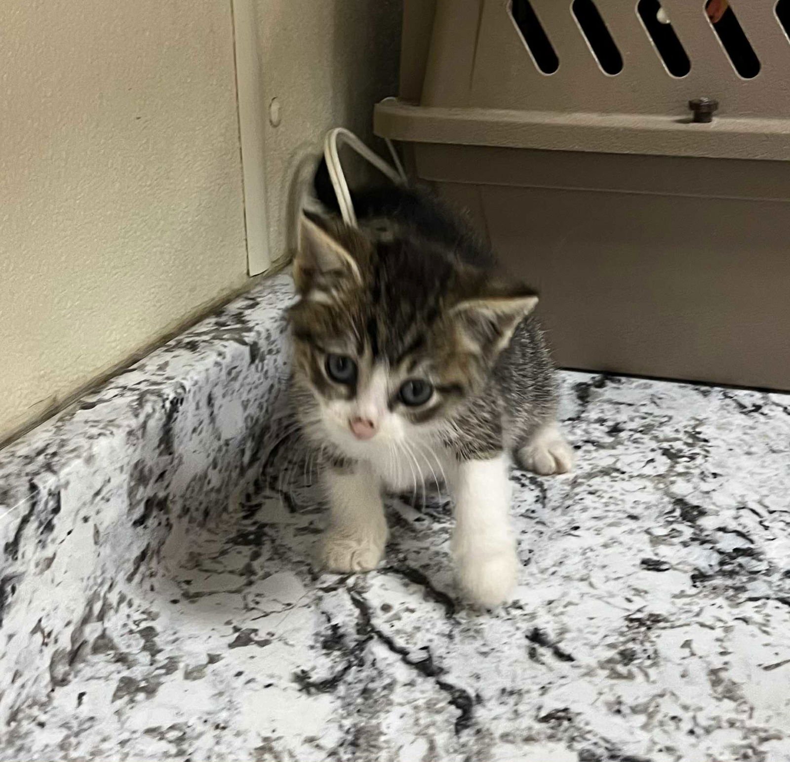 PEETA - Domestic Short Hair available for adoption