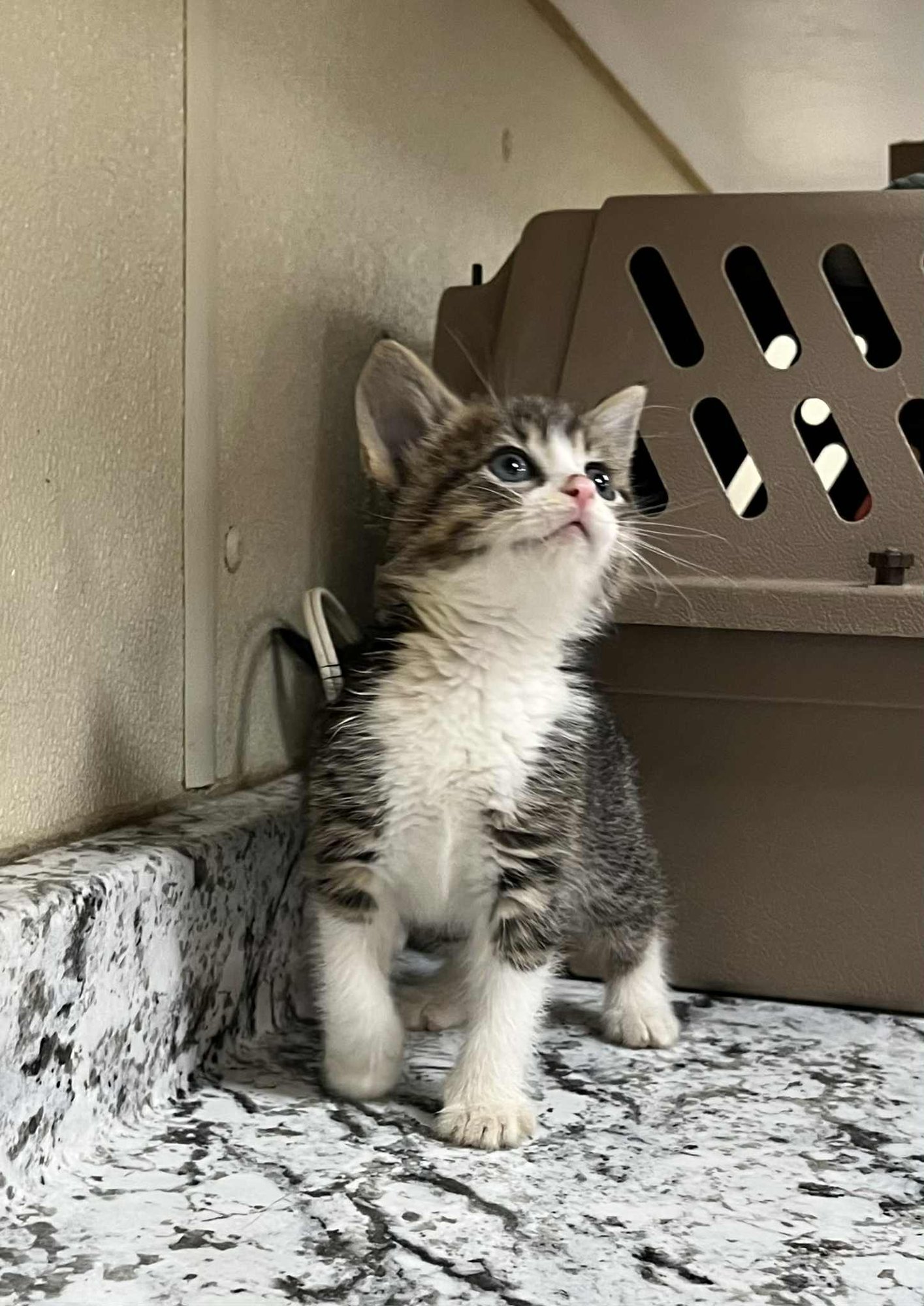 PEETA - Domestic Short Hair available for adoption