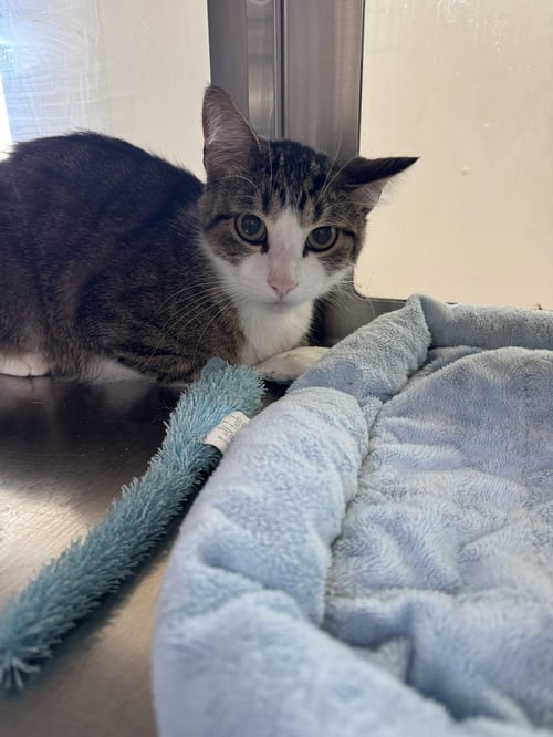 KIP - Domestic Short Hair available for adoption