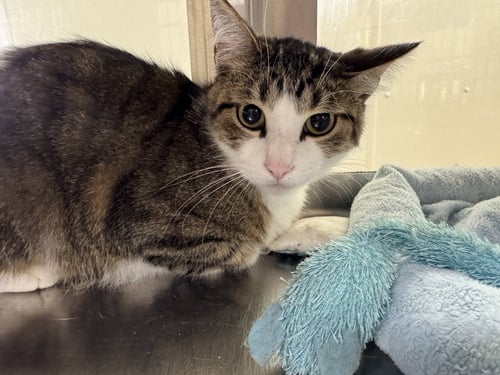 KIP - Domestic Short Hair available for adoption