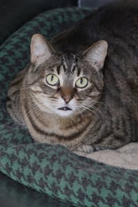 Sabrina - Photo 4