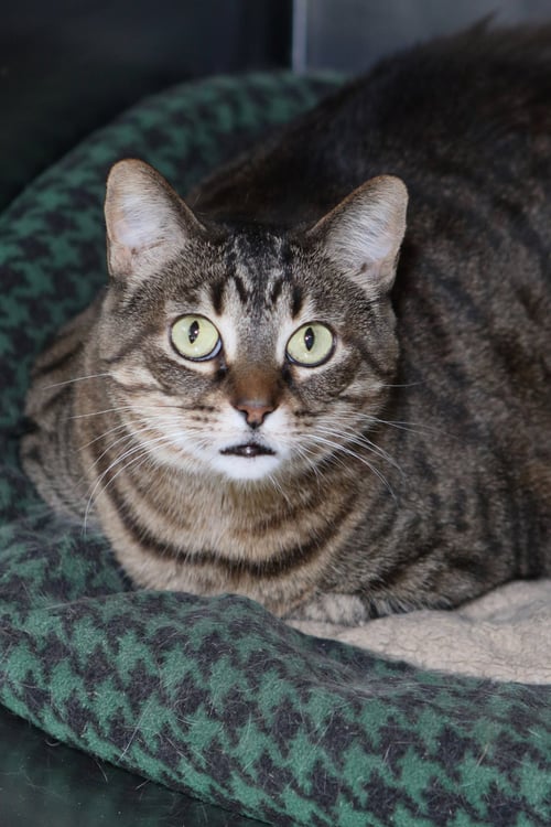 SABRINA - Tiger available for adoption