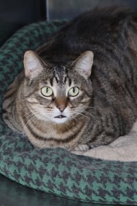 Sabrina - Photo 3
