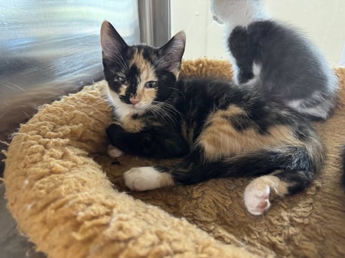 HEATHER - Tortoiseshell available for adoption