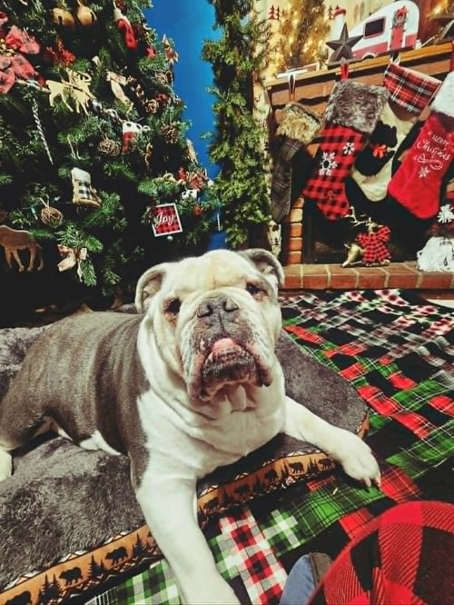 BELLA (BREED EXPERIENCE NEEDED)