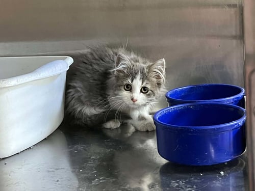 KARON - Domestic Long Hair available for adoption