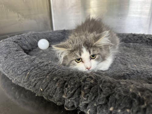 KARON - Domestic Long Hair available for adoption