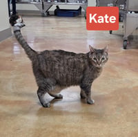 Kate - Photo 8