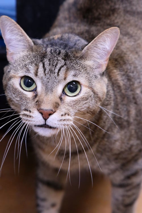 KATE - Tabby available for adoption