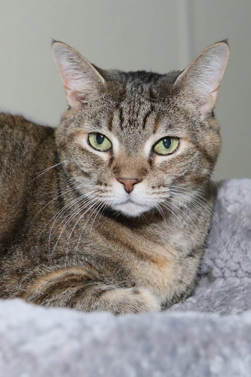KATE - Tabby available for adoption