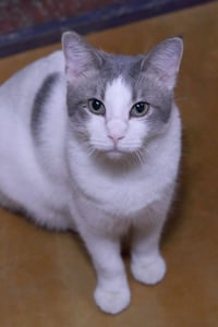 Ravi - Photo 4