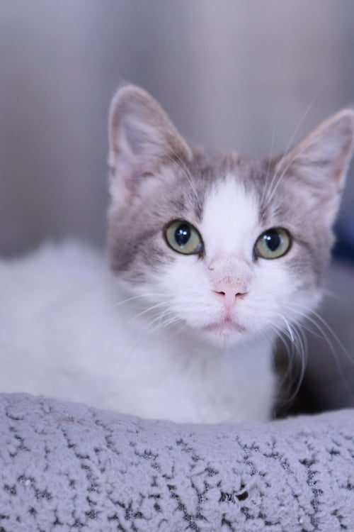 RAVI - Domestic Short Hair available for adoption