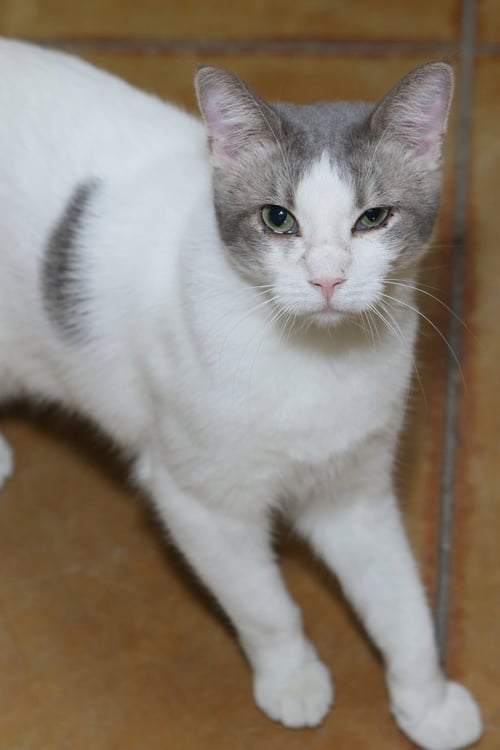 RAVI - Domestic Short Hair available for adoption