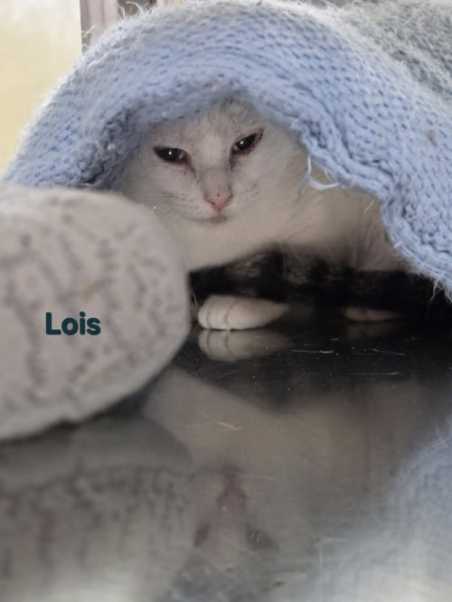 LOIS - Calico available for adoption