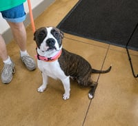 Netta - Photo 1