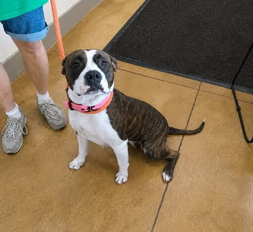 NETTA - Pit Bull Terrier / Boxer available for adoption