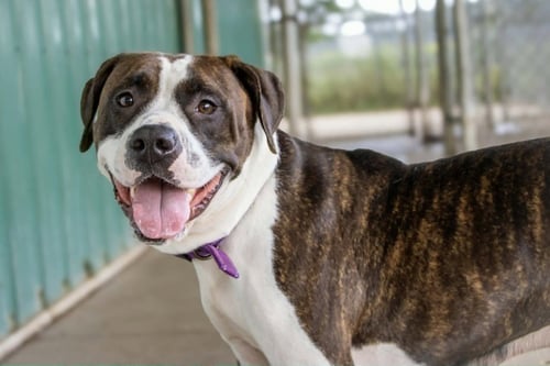 NETTA - Pit Bull Terrier / Boxer available for adoption