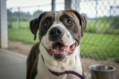 NETTA - Pit Bull Terrier / Boxer available for adoption