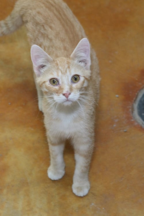 BREMA - Tiger / Domestic Short Hair available for adoption