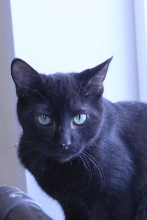 KATRINA - Domestic Short Hair available for adoption