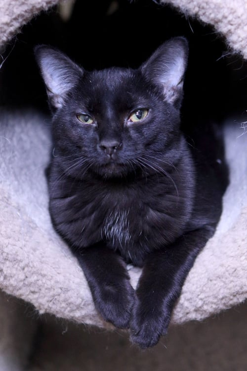 KATRINA - Domestic Short Hair available for adoption