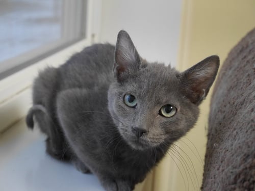 OLI - Domestic Short Hair available for adoption
