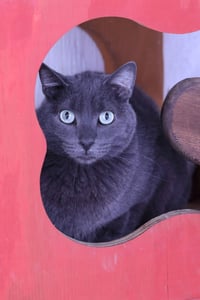 OLI - Photo 1
