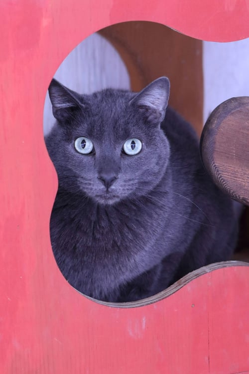 OLI - Domestic Short Hair available for adoption
