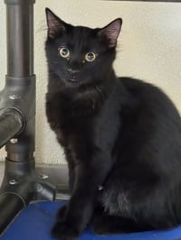 Ember - Photo 3