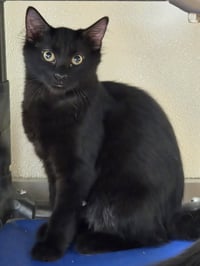 Ember - Photo 4