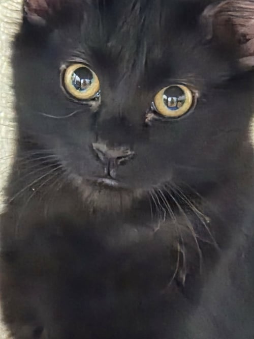 EMBER - Domestic Medium Hair available for adoption
