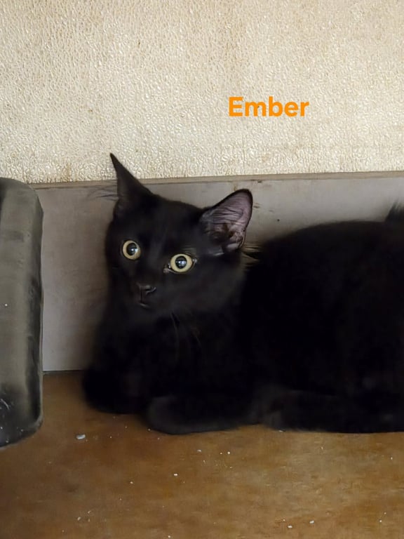 Ember Image